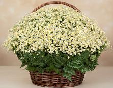 Цветочная композиция из Ромашки в корзине #REPLACE_PRED# Ловлинской