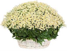 Цветочная композиция из Ромашки в корзине #REPLACE_PRED# Ловлинской